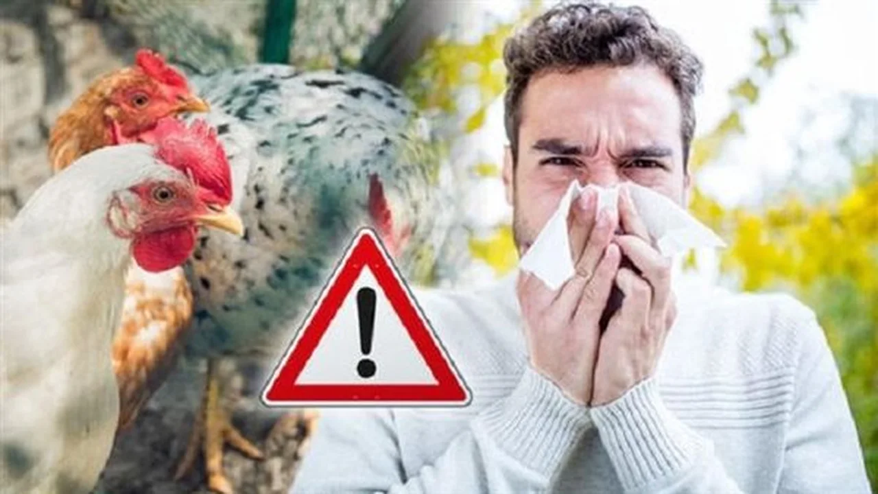سلالة جديدة.. أستراليا تحذر من إنفلونزا الطيور الشديدة العدوى